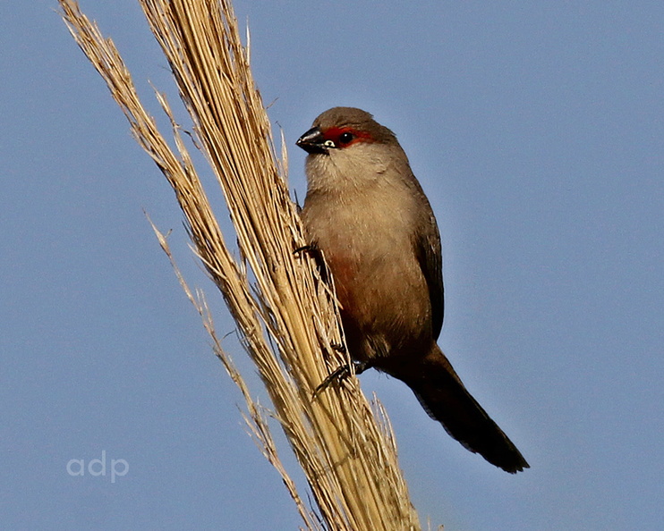 One of a large feral population in the Algarve IMG_9179tqswt800c CoWa VM.jpg